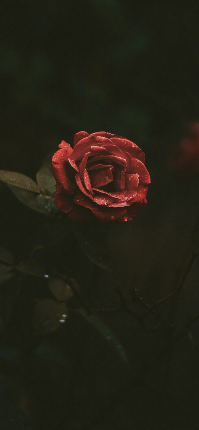 滴，你的小可爱上线啦ヾ(^▽^*)))