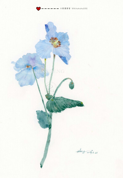 小熊猫课堂古风花卉班——登登同学水彩手绘花卉插画。