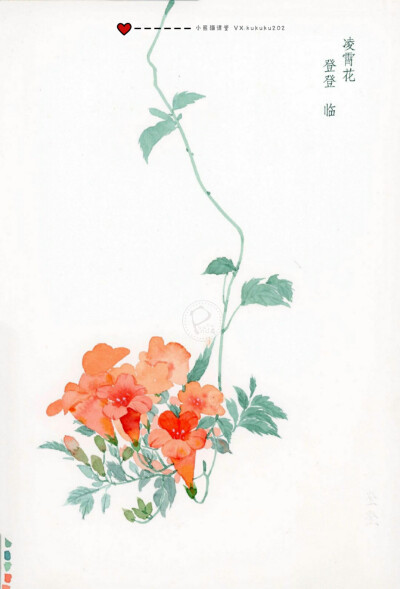 小熊猫课堂古风花卉班——登登同学水彩手绘花卉插画。