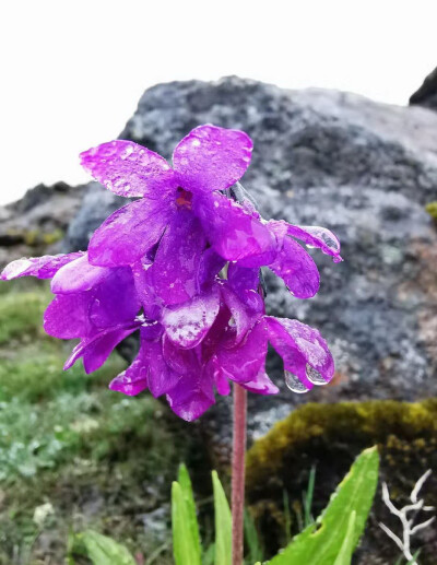 林芝报春