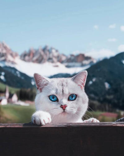 有着宝石般蓝眼睛的小猫咪Lyo ~ 摄影 lyo.thecat