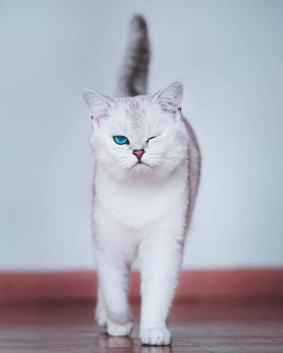 有着宝石般蓝眼睛的小猫咪Lyo ~ 摄影 lyo.thecat