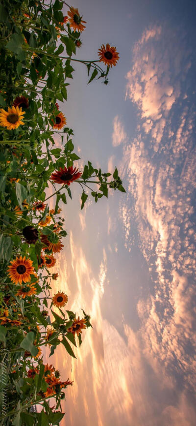 花海 复古壁纸