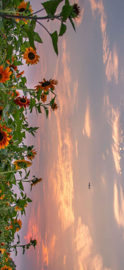 花海 复古壁纸