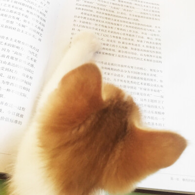 我是一只爱学习的小猫咪呀