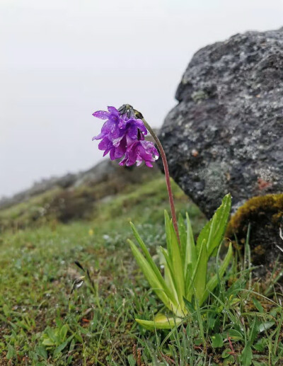 林芝报春