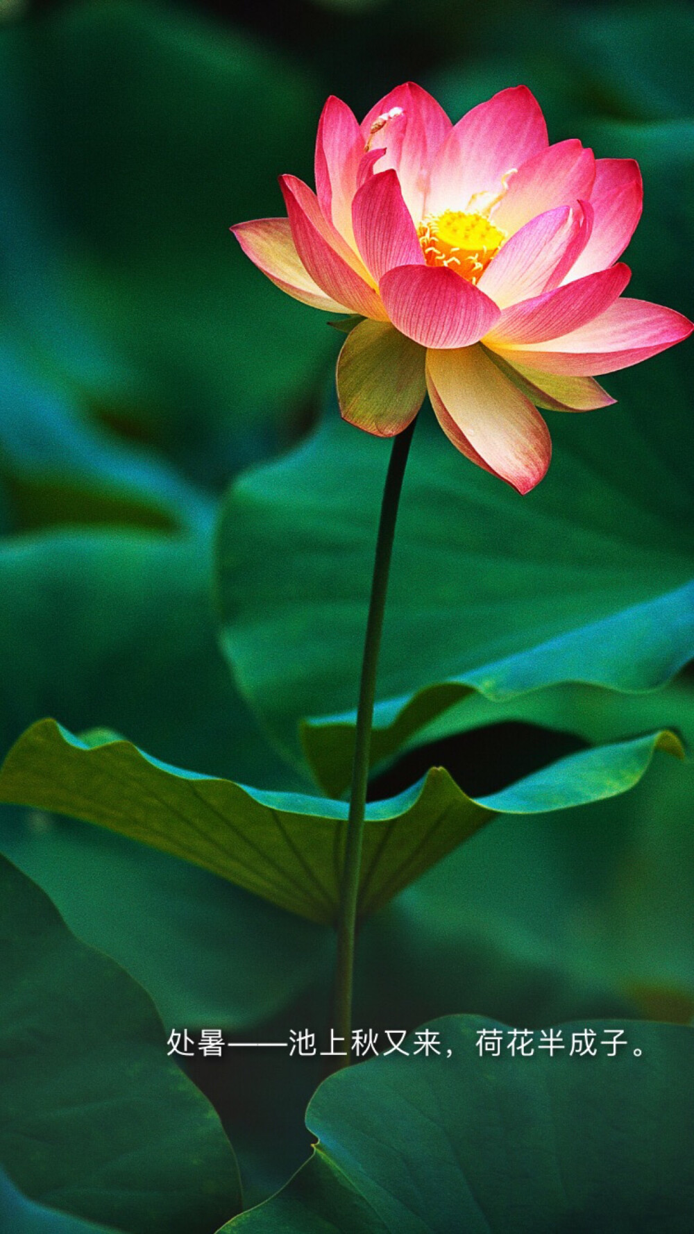 寄语