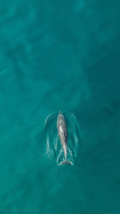 海豚 壁纸