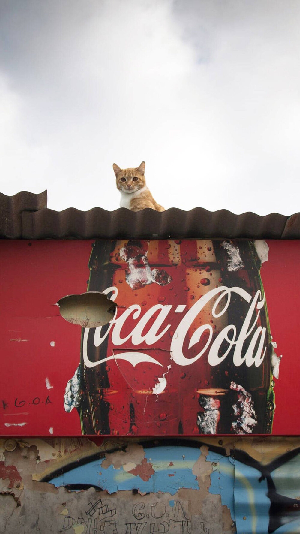 /_斯人若彩虹_/ No. 1
手机长屏壁纸✔