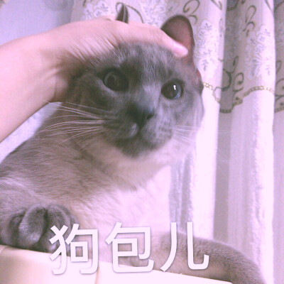 猫咪头像