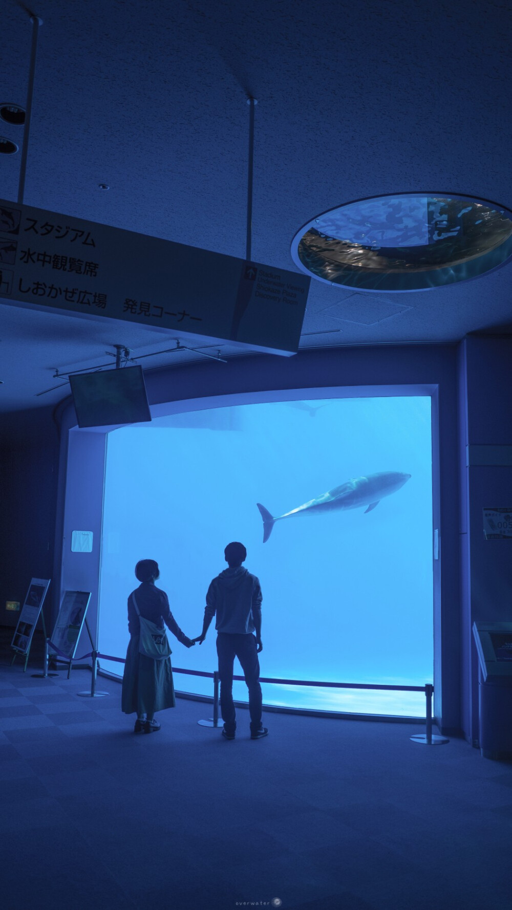 水族馆 情侣
壁纸