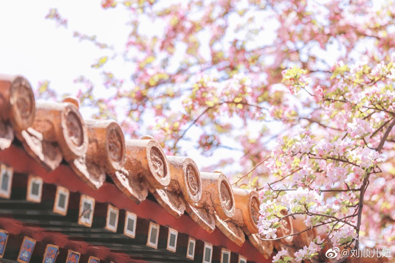 “春风融融，朱影重重，
一院胭脂色，难掩花事浓。”
故宫海棠
可做名片背景用
@刘顺儿妞