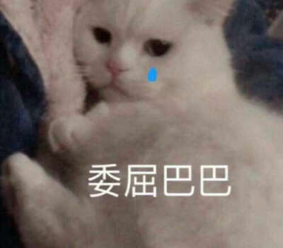 猫猫头