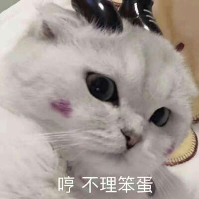 猫猫头