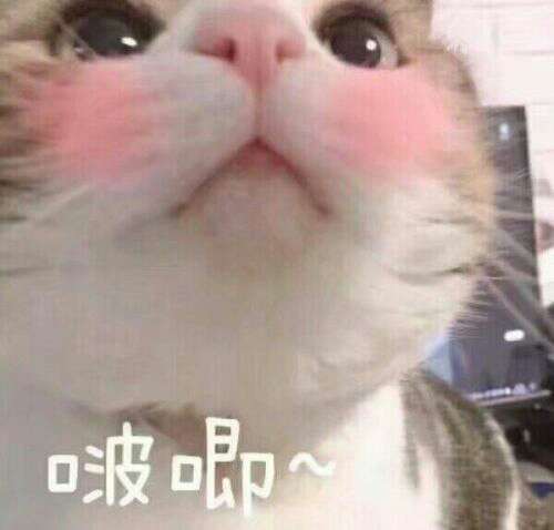 猫猫头