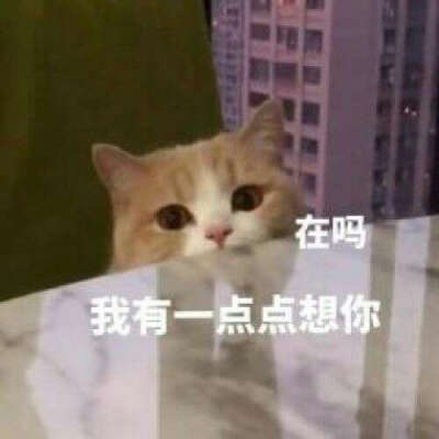 猫猫头