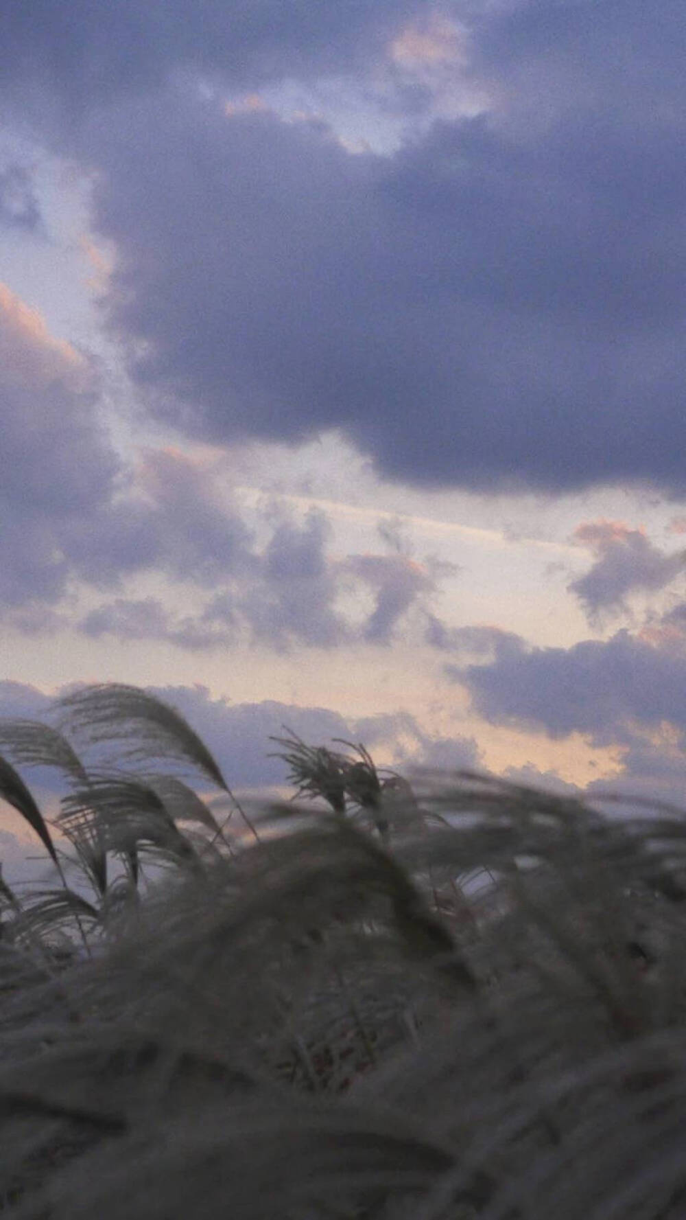 蒹葭
芦苇 水塘