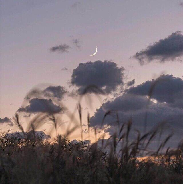 蒹葭
芦苇 水塘