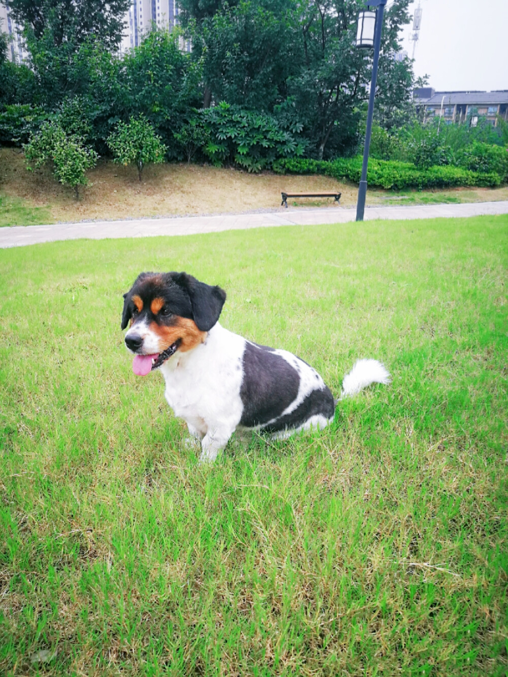 夏瀚宇的萌宠 头宝