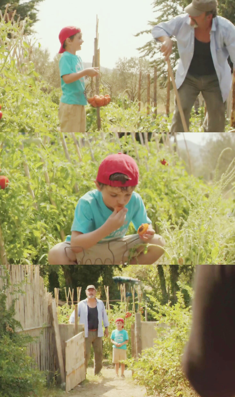 《普罗旺斯的夏天》