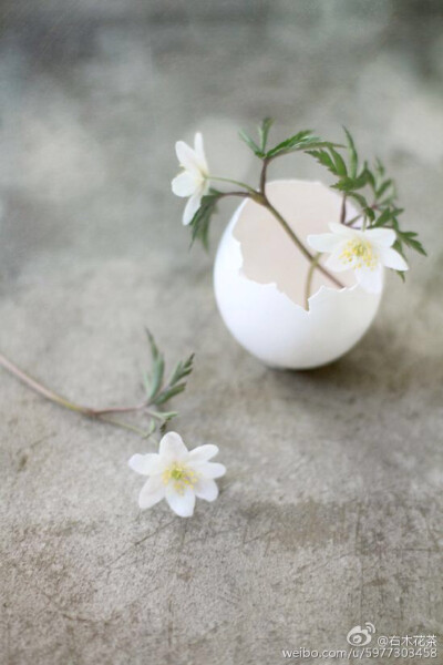 When the flowers into the eggs=“鸡蛋花” ​​​