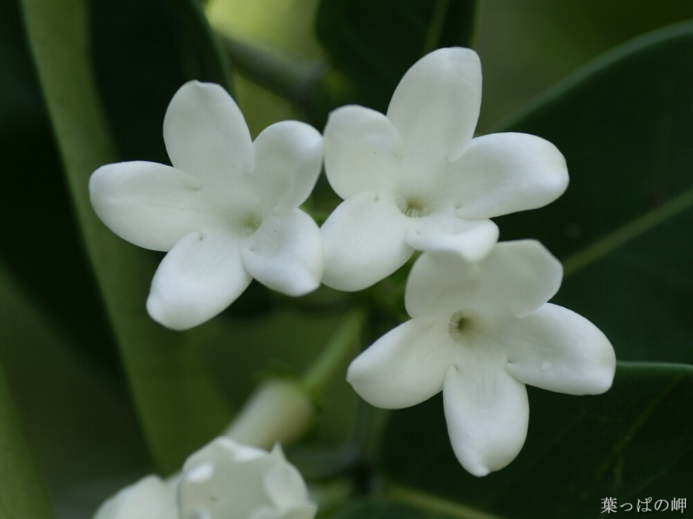 非洲茉莉