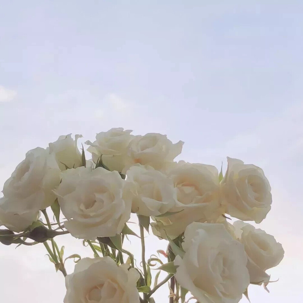 这里葭酱
每晚18:00准时营业 希望你们喜欢呀