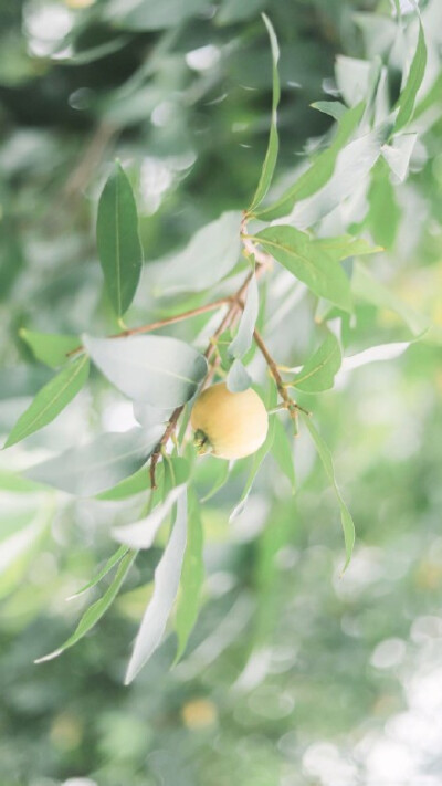 小清新夏日绿植护眼 壁纸原图 ? 