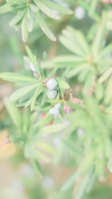 小清新夏日绿植护眼 壁纸原图 ? 