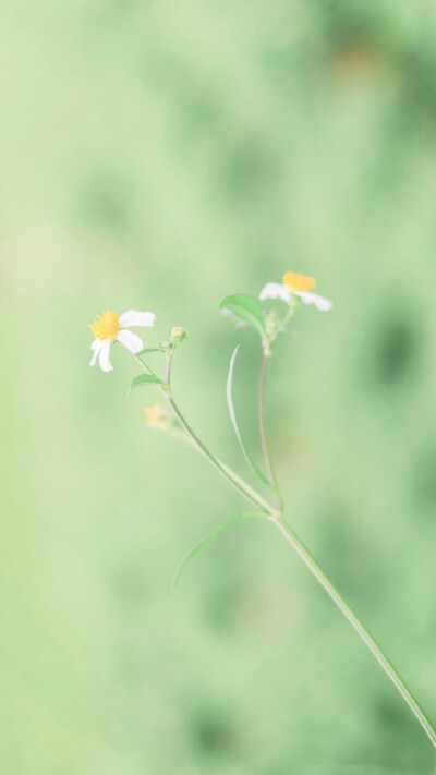 小清新夏日绿植护眼 壁纸原图 ? 