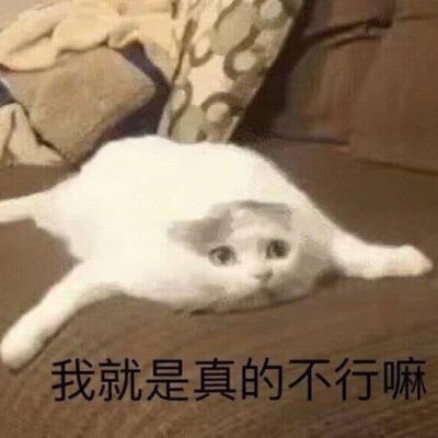 今日份表情包来啦
侵权立删
我太难了
高糊表情包 喵咪 熊猫头 gif 金馆长 斗图 文字系列 厉害了 装逼大神 蛤蛤蛤 魔性 喵咪表情包 文字系列 搞笑 暴走漫画 文字控 表情包 