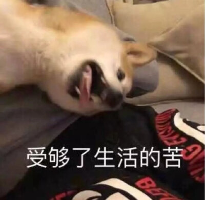 今日份表情包来啦
我太难了
侵权立删
高糊表情包 喵咪 熊猫头 gif 金馆长 斗图 文字系列 厉害了 装逼大神 蛤蛤蛤 魔性 喵咪表情包 文字系列 搞笑 暴走漫画 文字控 表情包 