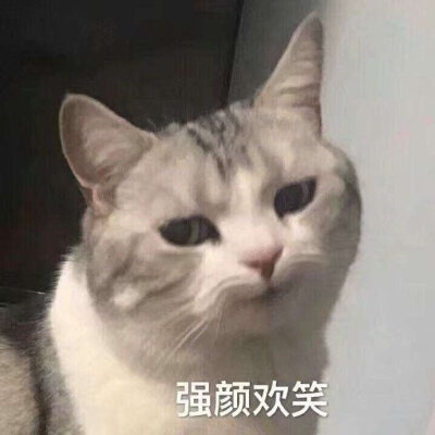 今日份表情包来啦
我太难了
侵权立删
高糊表情包 喵咪 熊猫头 gif 金馆长 斗图 文字系列 厉害了 装逼大神 蛤蛤蛤 魔性 喵咪表情包 文字系列 搞笑 暴走漫画 文字控 表情包 