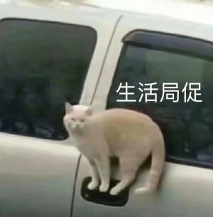 今日份表情包来啦
我太难了
侵权立删
高糊表情包  喵咪   熊猫头  gif   金馆长    斗图  文字系列     厉害了 装逼大神  蛤蛤蛤  魔性  喵咪表情包  文字系列  搞笑  暴走漫画 文字控 表情包 