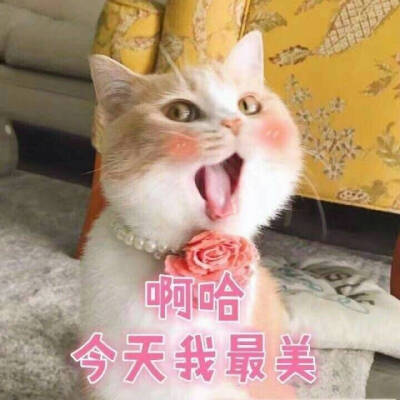 小刚几