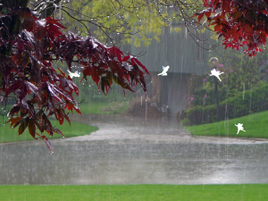 雨