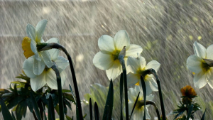 雨