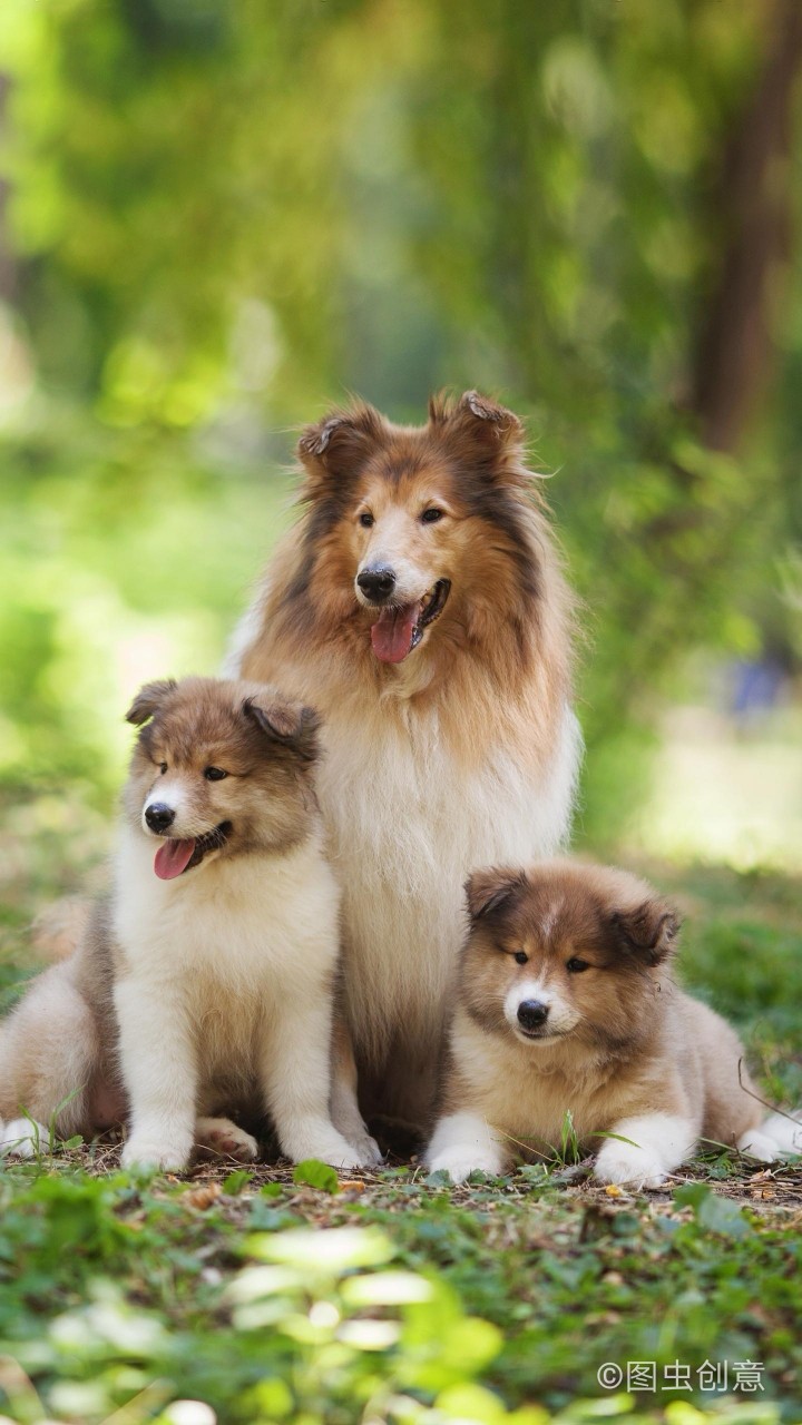 喜乐蒂牧羊犬