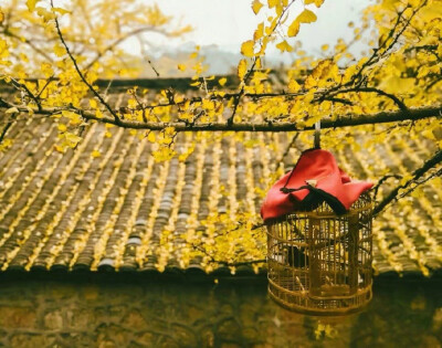 “ 庭院秋香 … ” ​​​