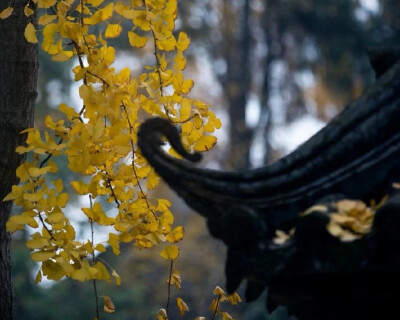 “ 庭院秋香 … ” ​​​