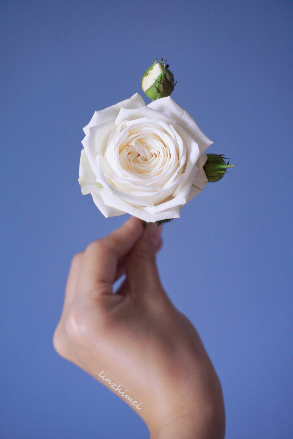 鲜切花小科普：snow ballet玫瑰
肯尼亚进口白色多头玫瑰，目前我所见到的白玫瑰（多头）中花型最为饱满的一个品种，品质极好，质感好到爆炸，第一次见差点误认为是奥斯汀。花瓣颜色非常温润，花瓣数量多，有时候会出现卷心花型，开放度中等，淡香，瓶插期6天左右。起初一直想不明白为何她叫snow ballet，后来细细看才发觉她不是像芭蕾，而是和天鹅有着相同的感觉，古典，洁白，高贵，美得香油画。而芭蕾跳的可不就是天鹅么。