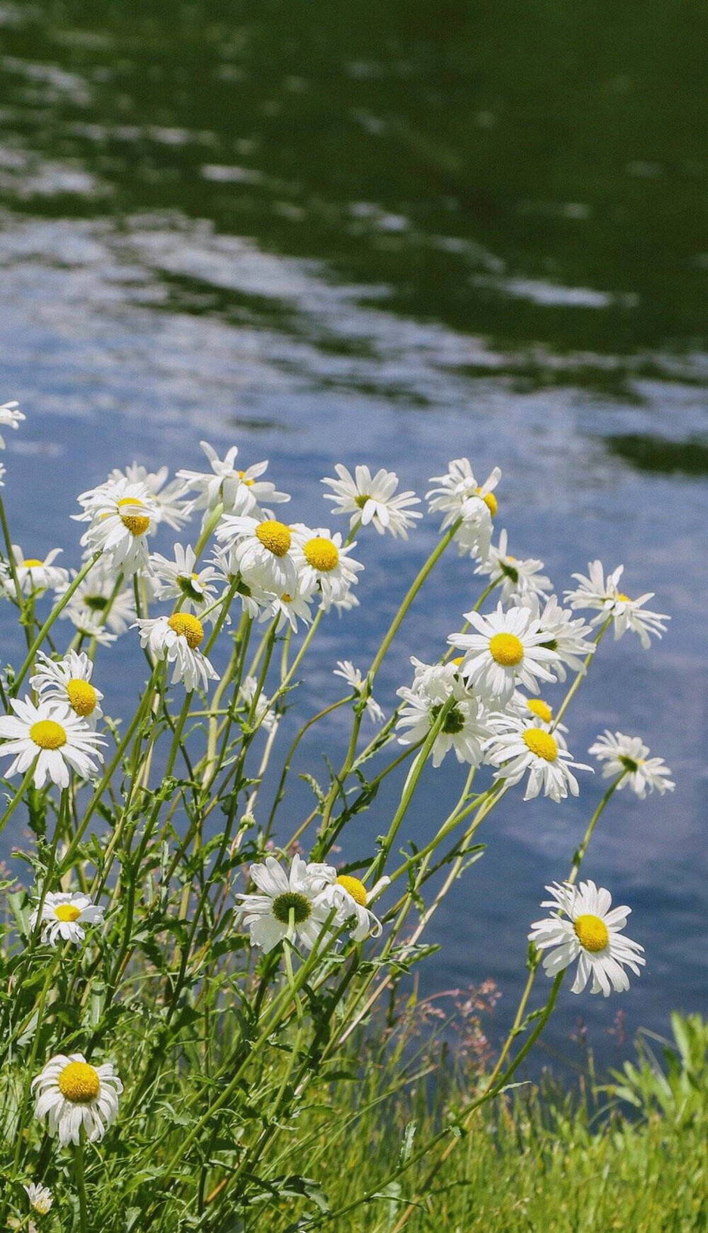 小花花