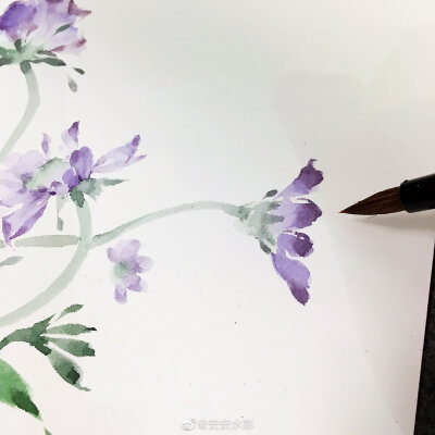 蓝盆花---来自圣亚那波利那斯的花朵
作者：@安安水彩
很喜欢它生长的姿态
#水彩花卉##水彩过程# ​