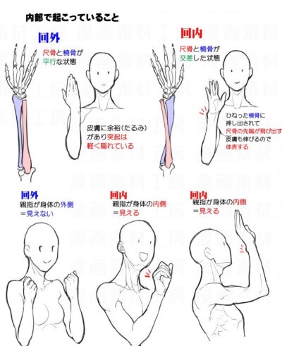 手腕凸起 前腕构造讲解