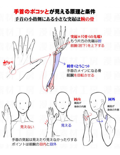 手腕凸起 前腕构造讲解