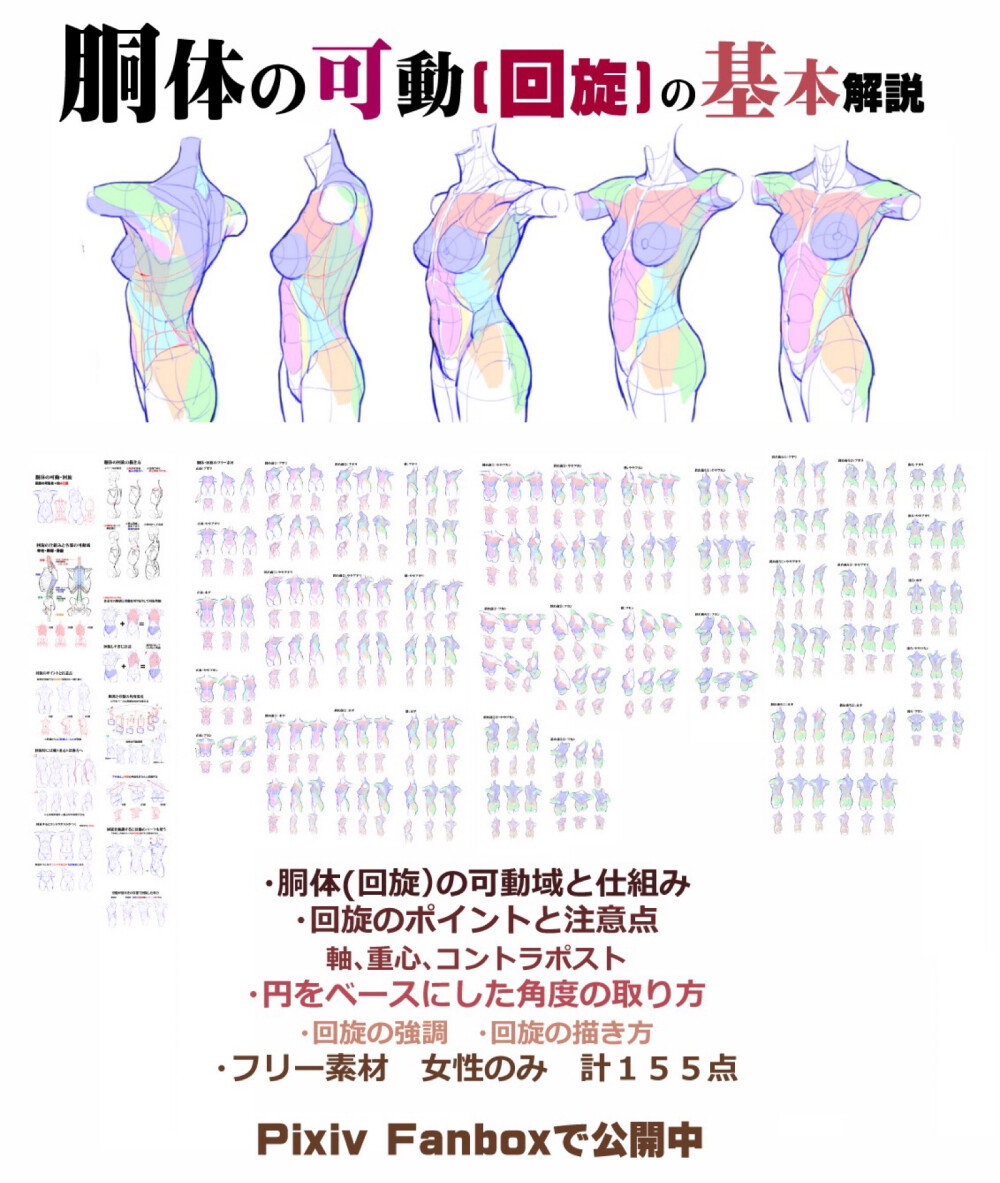 人体构造 上半身 侧身 背身