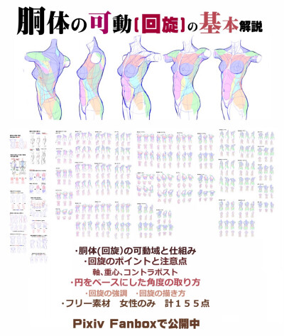 人体构造 上半身 侧身 背身