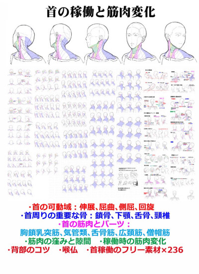 人体构造 上半身 侧身 背身