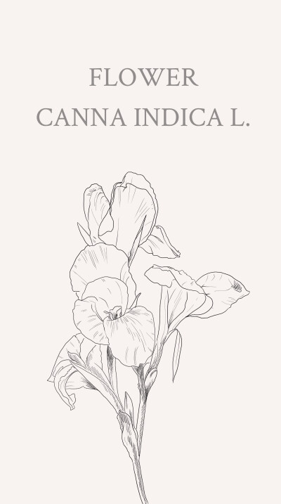 美人蕉（学名：Canna indica L.）：多年生草本植物，高可达1.5米，全株绿色无毛，被蜡质白粉。花语：美好未来。