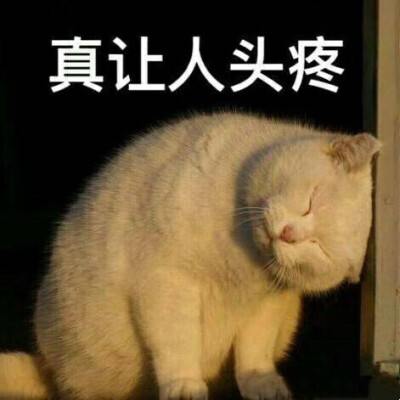 猫咪表情包